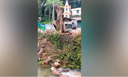 വഴിയോരത്തെ മരം മുറിച്ച്​ തോട്ടിൽ തള്ളി