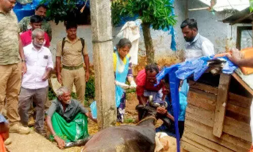 ചിറ്റാർ വനമേഖലയിൽ പുലിക്കായി തിരച്ചിൽ