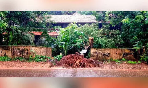 അ​പ​ക​ട​ഭീ​ഷ​ണിയായി ത​ണ​ൽ മ​ര​ങ്ങ​ൾ