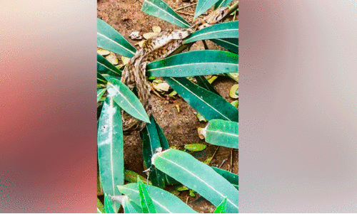 കടപ്പുറത്ത്​ ഭീഷണിയായി പാമ്പുകൾ;  മു​ന്ന​റി​യി​പ്പു​മാ​യി ലൈ​ഫ് ഗാ​ർ​ഡു​ക​ൾ