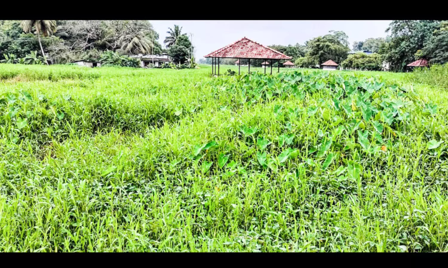 പോളയും പുല്ലും മൂടി എ.സി കനാൽ; മനക്കച്ചിറ ടൂറിസം പദ്ധതി നാശത്തിലേക്ക്​