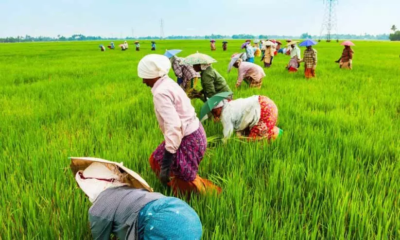 agriculture sector agriculture sector