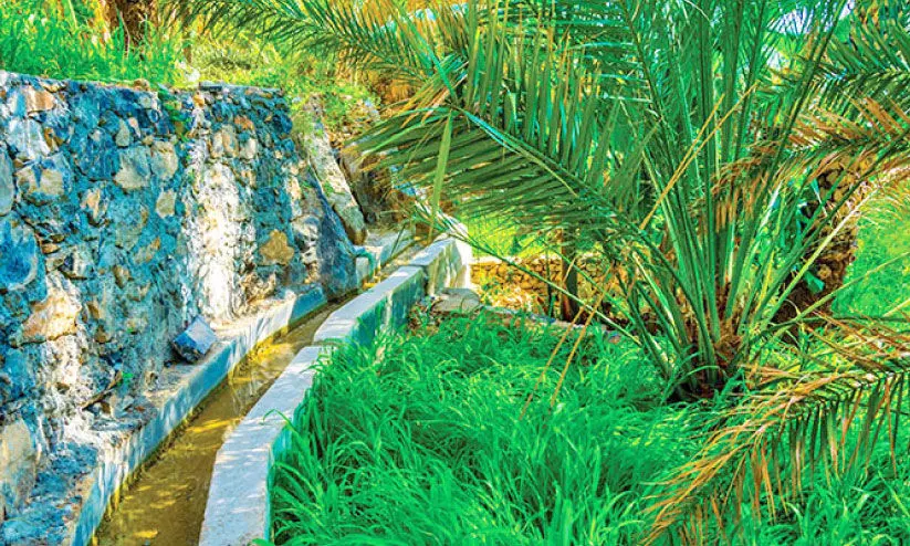 ഈ ​വ​ർ​ഷം ഉ​പ​യോ​ഗ​യോ​ഗ്യ​മാ​ക്കി​യ​ത് 35 ഫ​ല​ജു​ക​ൾ