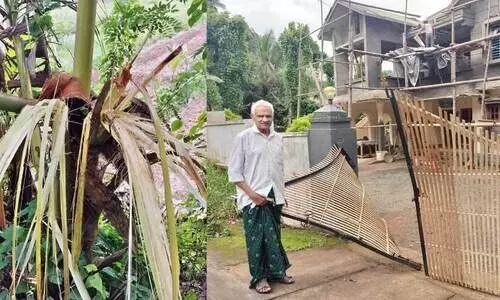 wild elephant wild elephant