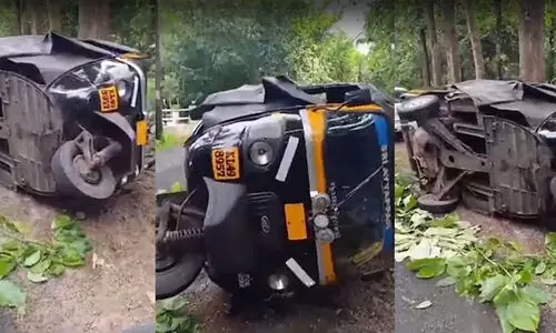 wild boar attack wild boar attack