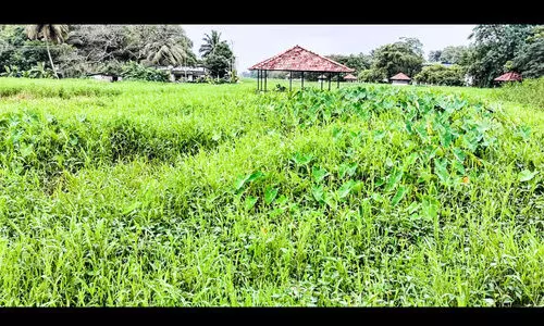 പോളയും പുല്ലും മൂടി എ.സി കനാൽ; മനക്കച്ചിറ ടൂറിസം പദ്ധതി നാശത്തിലേക്ക് പോളയും പുല്ലും മൂടി എ.സി കനാൽ; മനക്കച്ചിറ ടൂറിസം പദ്ധതി നാശത്തിലേക്ക്