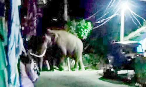 അരിക്കൊമ്പന് ശേഷം അരിയപ്പ....അരി തേടി പടയപ്പ ഇറങ്ങി