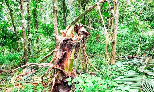 കാട്ടാനശല്യം രൂക്ഷം; കൃഷി നശിപ്പിച്ച്​ കർഷകർ