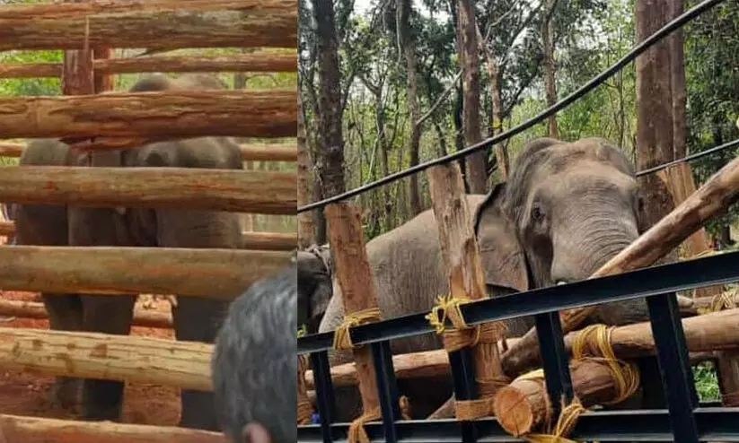 P T 7 Elephant P T 7 Elephant