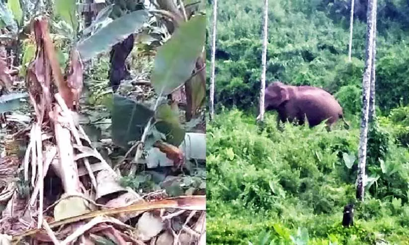 wild elephant menace wild elephant menace