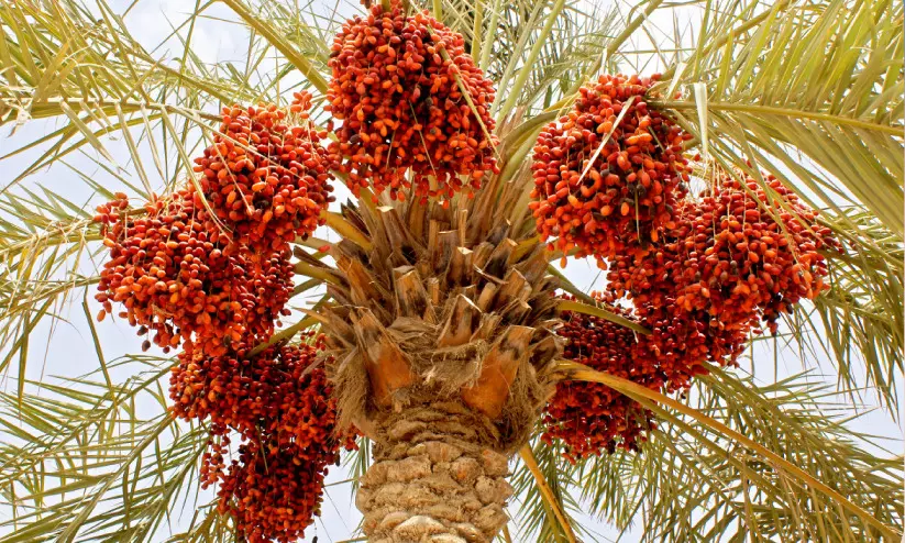 നയനാനന്ദകരം, വർണാഭം...റുത്വബ് ഈത്തപ്പഴ വിപണി സജീവം