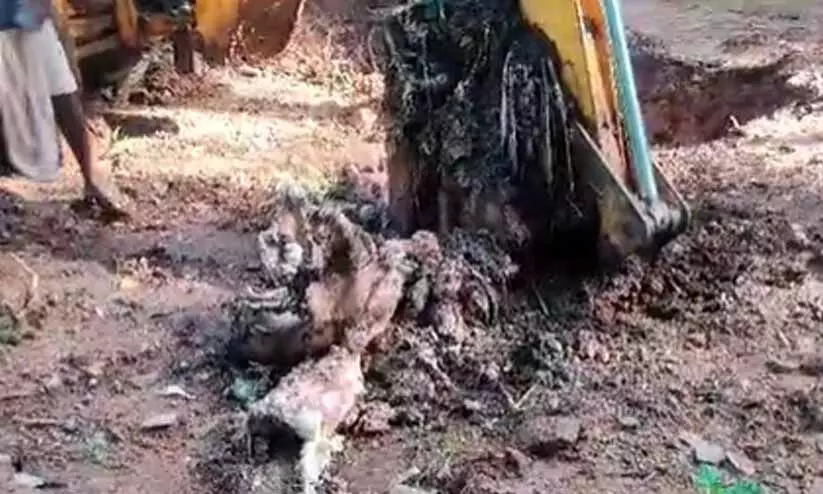 wild elephant wild elephant