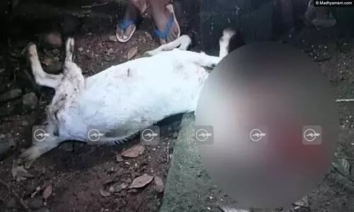 പത്തനംതിട്ട കോന്നിയിൽ പുലിയുടെ ആക്രമണം; ആടിനെ കടിച്ചു കൊന്നു