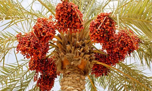 നയനാനന്ദകരം, വർണാഭം...റുത്വബ് ഈത്തപ്പഴ വിപണി സജീവം