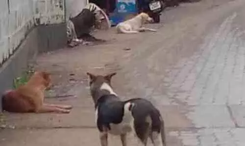 ഇ​രി​ങ്ങാ​ല​ക്കു​ട​യി​ല്‍ എ.ബി.സി ​കേന്ദ്രം തു​ട​ങ്ങും