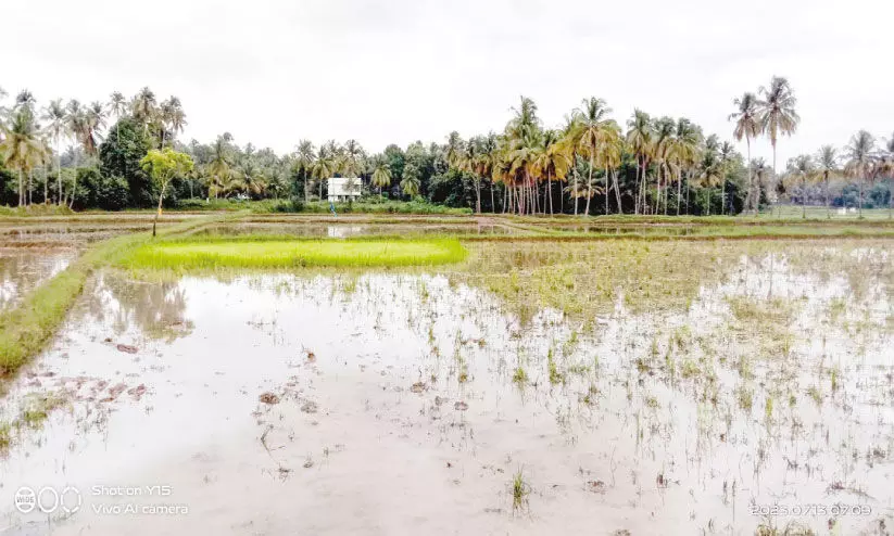 തൊഴിലാളികളെ കിട്ടാനില്ല; നെൽകൃഷിയിൽ നടീൽ നടക്കുന്നില്ല തൊഴിലാളികളെ കിട്ടാനില്ല; നെൽകൃഷിയിൽ നടീൽ നടക്കുന്നില്ല