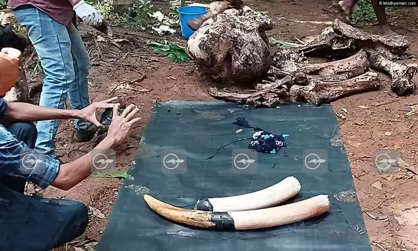 വടക്കാഞ്ചേരി ആനക്കൊലക്ക് പിന്നിൽ ആറു പേർ; ഷോക്കേറ്റ ആനയുടെ താടിയെല്ലിൽ പരിക്ക്