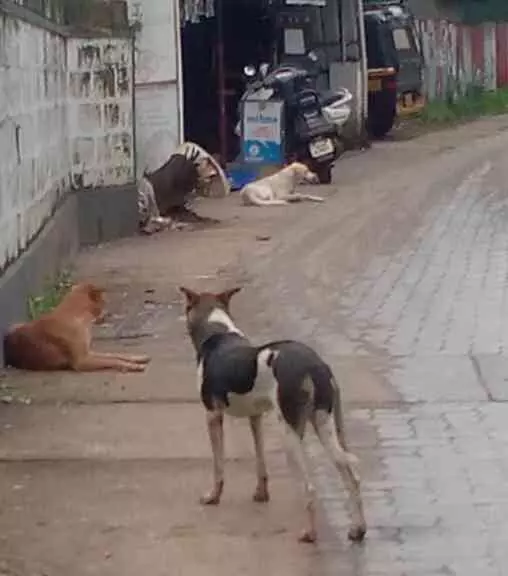 വിദ്യാർഥി അടക്കം രണ്ടുപേർക്ക് നായുടെ കടിയേറ്റു വിദ്യാർഥി അടക്കം രണ്ടുപേർക്ക് നായുടെ കടിയേറ്റു