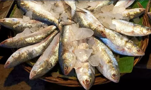 Hilsa fish