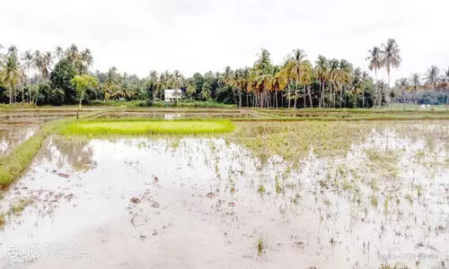 തൊ​ഴി​ലാ​ളി​ക​ളെ കി​ട്ടാ​നി​ല്ല; നെ​ൽ​കൃ​ഷി​യി​ൽ ന​ടീ​ൽ ന​ട​ക്കു​ന്നി​ല്ല