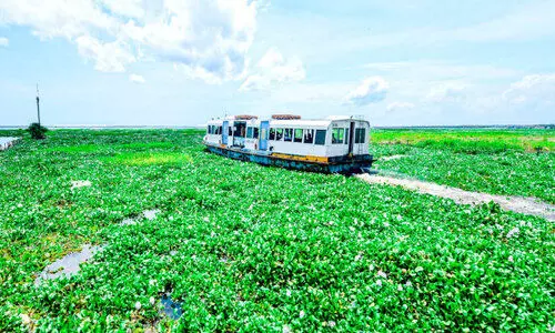 പോളയിൽ കുരുങ്ങി കരിമീൻ വില ഉയർന്നു
