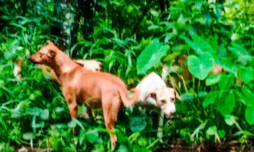 ചുങ്കപ്പാറ-പൊന്തൻപുഴ റോഡിൽ മത്സ്യാവശിഷ്ടങ്ങൾ തള്ളുന്നു