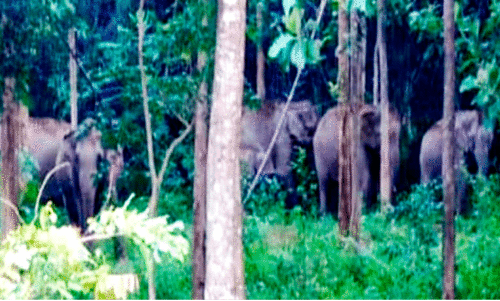 A herd of wild elephants