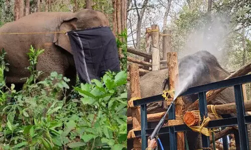 പി.ടി 7: പിടികൂടുമ്പോൾത്തന്നെ കാഴ്ച മങ്ങിയിരുന്നു -മന്ത്രി എ.കെ. ശശീന്ദ്രൻ