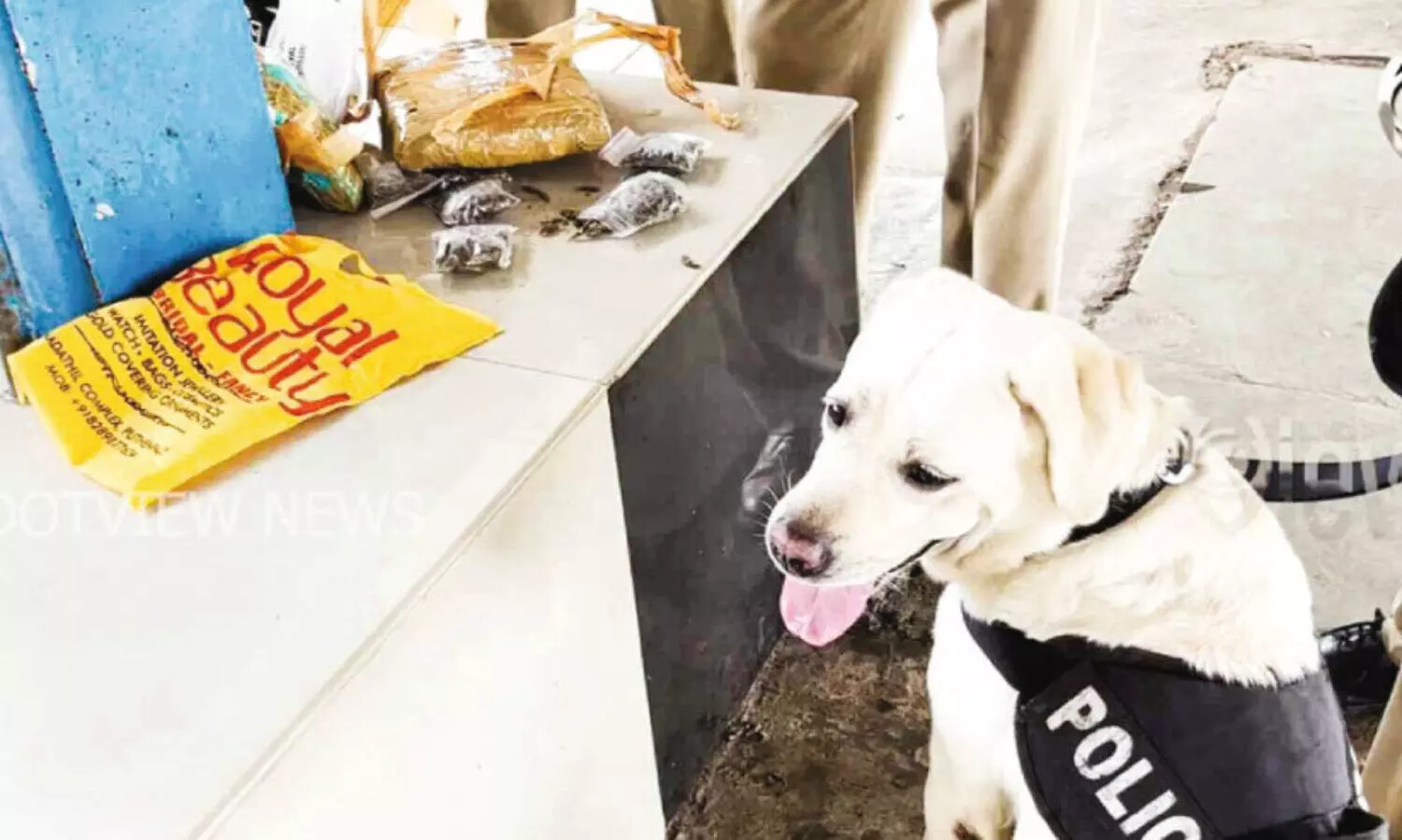 മണം പിടിച്ചെത്തിയ പൊലീസ് നായ് കഞ്ചാവ് കണ്ടെത്തി