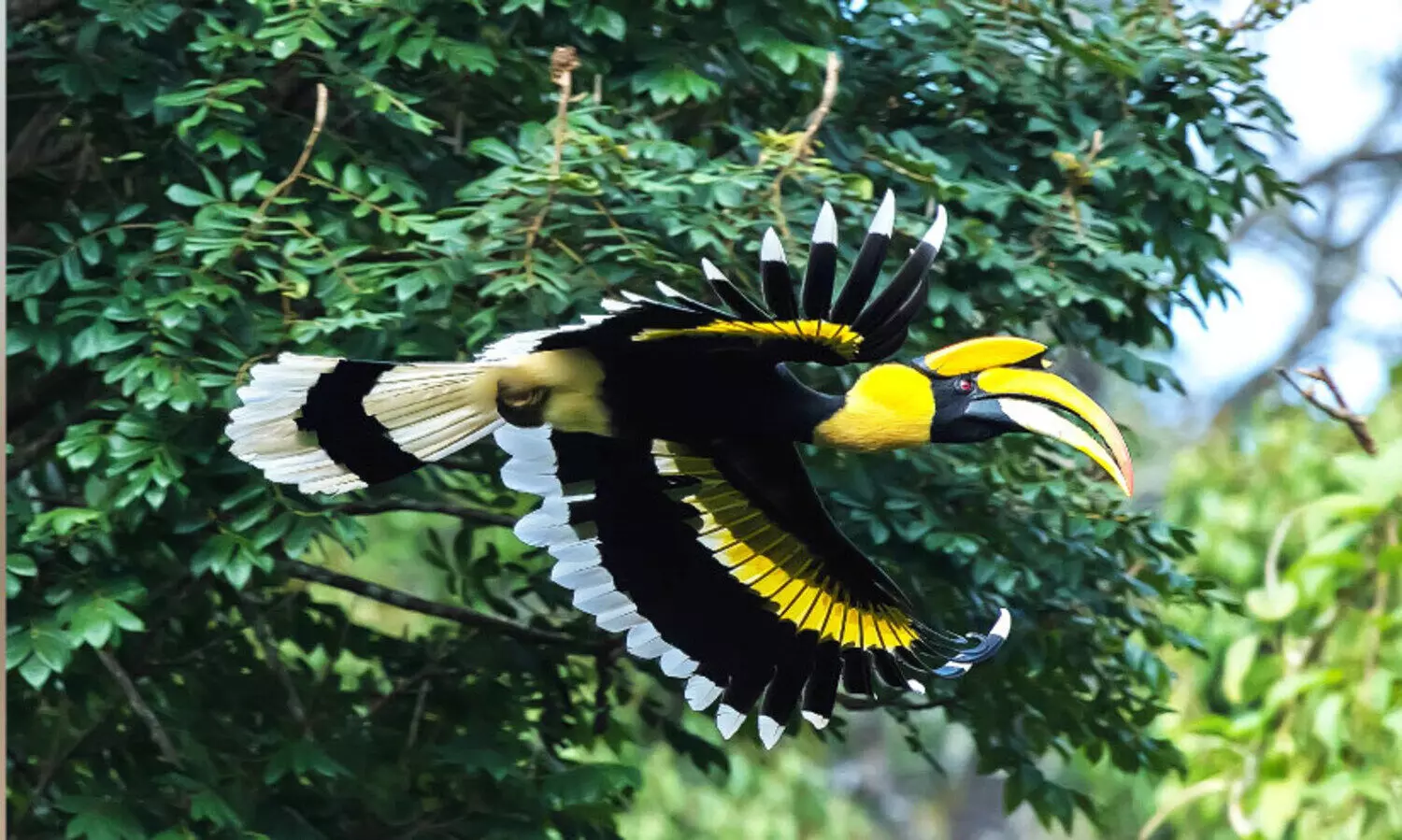 വേഴാമ്പൽ മലമുഴക്കുന്നു