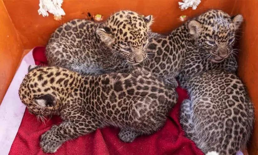 Nuh family brings home leopard cubs mistaking
