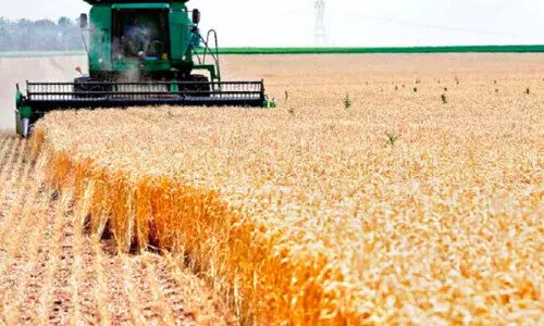 ഒ​മാ​ൻ ഫ്ലോ​ർ മി​ൽ​സ് ക​ർ​ഷ​ക​രി​ൽ​നി​ന്ന്​ വാ​ങ്ങി​യ​ത് 5,000 ട​ൺ ഗോ​ത​മ്പ്