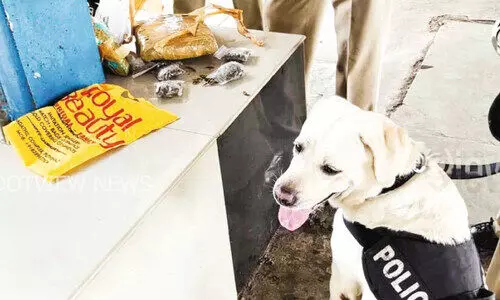 മണം പിടിച്ചെത്തിയ പൊലീസ് നായ് കഞ്ചാവ് കണ്ടെത്തി