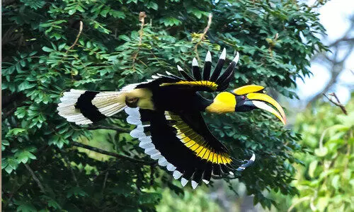 വേഴാമ്പൽ മലമുഴക്കുന്നു