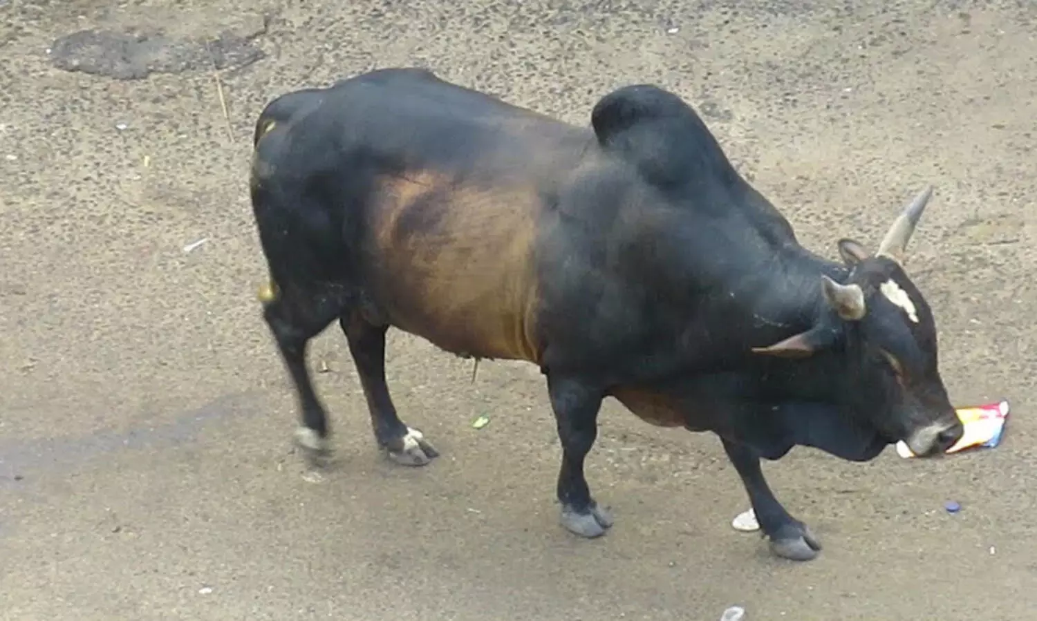 യു.പിയിൽ റോഡിൽ അലഞ്ഞുതിരിഞ്ഞ കാളയിടിച്ച് രണ്ട് യുവാക്കൾ മരിച്ചു; ഹോംഗാർഡിന് ഗുരുതരം