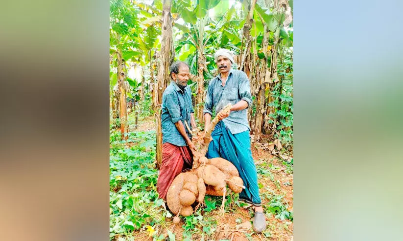 കൊടുവള്ളിയിൽ ഭീമൻ കപ്പ; തൂക്കം 57.6 കിലോഗ്രാം കൊടുവള്ളിയിൽ ഭീമൻ കപ്പ; തൂക്കം 57.6 കിലോഗ്രാം