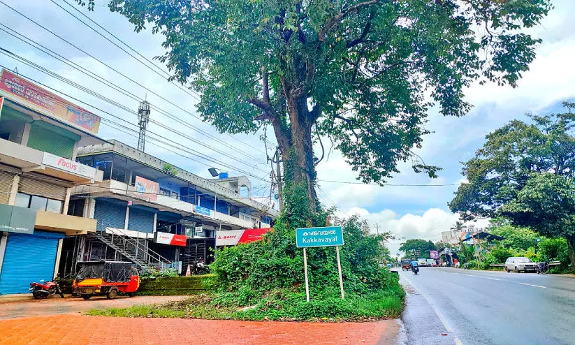 മുറിച്ചുനീക്കാൻ നടപടിയില്ല  റോഡരികിൽ അപകട മരങ്ങൾ