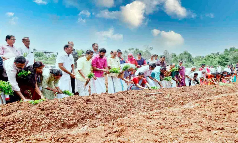 കല്യാശ്ശേരി മണ്ഡലം ഔഷധഗ്രാമം നടീൽ ഉദ്ഘാടനം കല്യാശ്ശേരി മണ്ഡലം ഔഷധഗ്രാമം നടീൽ ഉദ്ഘാടനം