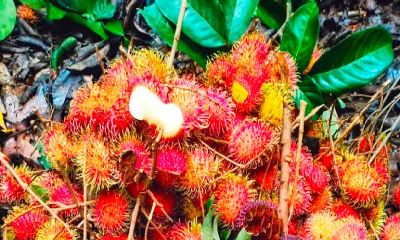 മഴ: റമ്പൂട്ടാന്റെ വില കുത്തനെ കുറഞ്ഞു മഴ: റമ്പൂട്ടാന്റെ വില കുത്തനെ കുറഞ്ഞു