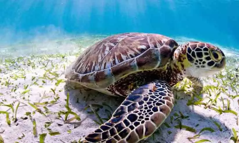 കടലാമകളുടെ പുനരധിവാസം; ബോധവത്കരണവുമായി ഷാർജ മ്യൂസിയം കടലാമകളുടെ പുനരധിവാസം; ബോധവത്കരണവുമായി ഷാർജ മ്യൂസിയം