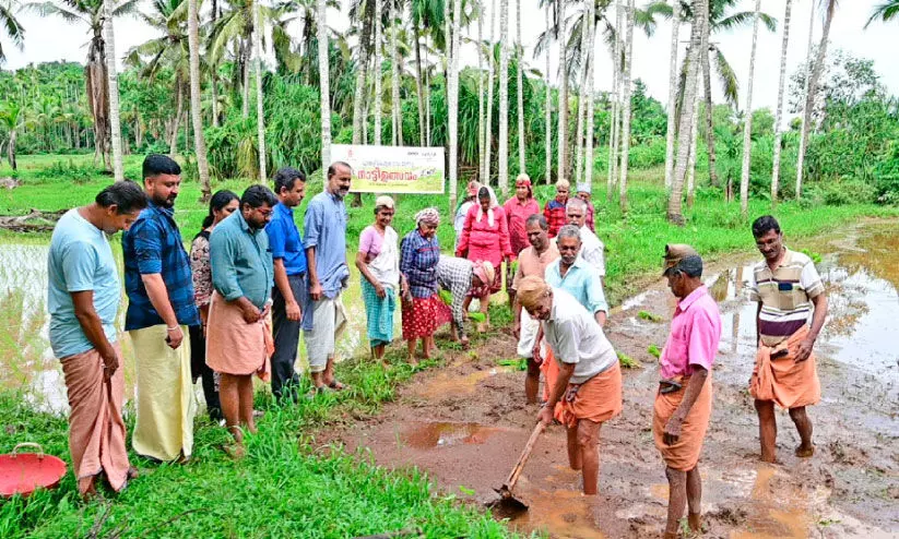 പൈതൃകഗ്രാമത്തിൽ പഴമയെ ചേർത്തുപിടിച്ച് നെൽകൃഷി