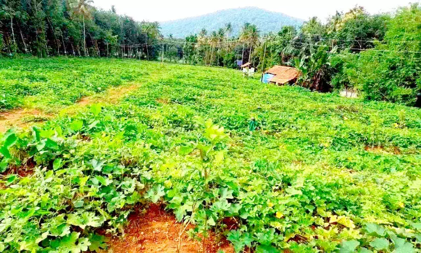 റബറിനെ ​കൈവിട്ടു; റംബുട്ടാനിലേക്ക് വഴിമാറി ബേബി