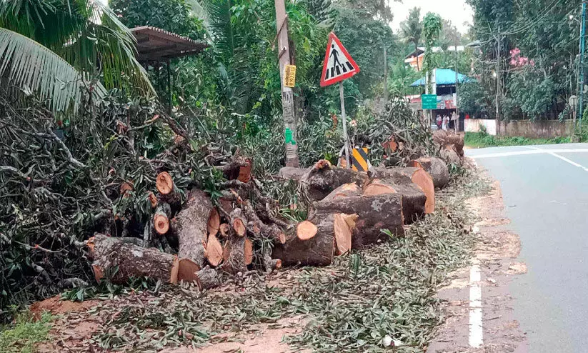 ദേശീയപാതയോരത്തെ അപകട മരങ്ങള് നീക്കംചെയ്തു തുടങ്ങി ദേശീയപാതയോരത്തെ അപകട മരങ്ങള് നീക്കംചെയ്തു തുടങ്ങി