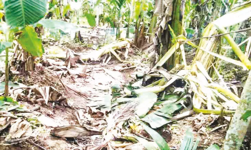 കിളയപ്പാടത്തും കാട്ടാന; വാഴകൃഷി നശിപ്പിച്ചു കിളയപ്പാടത്തും കാട്ടാന; വാഴകൃഷി നശിപ്പിച്ചു