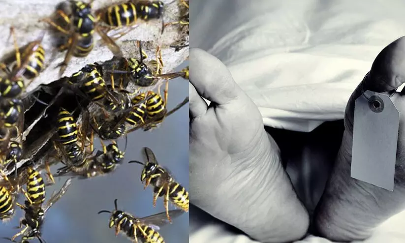 ആറളം ഫാമിൽ വയോധികൻ കടന്നൽ കുത്തേറ്റ് മരിച്ചു