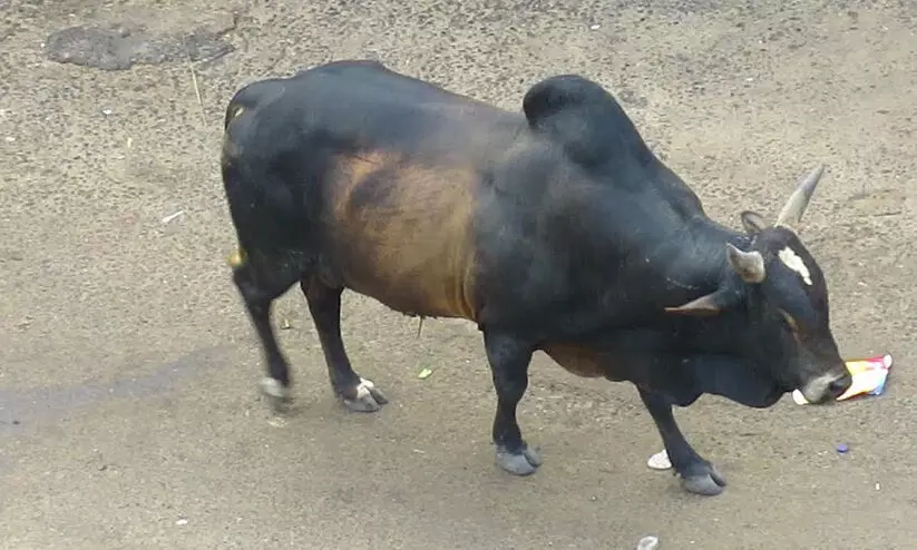 യു.പിയിൽ റോഡിൽ അലഞ്ഞുതിരിഞ്ഞ കാളയിടിച്ച് രണ്ട് യുവാക്കൾ മരിച്ചു; ഹോംഗാർഡിന് ഗുരുതരം യു.പിയിൽ റോഡിൽ അലഞ്ഞുതിരിഞ്ഞ കാളയിടിച്ച് രണ്ട് യുവാക്കൾ മരിച്ചു; ഹോംഗാർഡിന് ഗുരുതരം