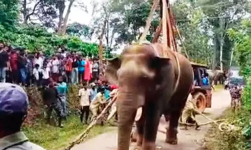 കാ​ട്ടു​കൊ​മ്പ​ൻ ദ്രോ​ണ 100 കി​ലോ​മീ​റ്റ​ർ ന​ട​ന്ന് വീ​ണ്ടും കു​ട​ക് തോ​ട്ട​ങ്ങ​ളി​ൽ തി​രി​ച്ചെ​ത്തി