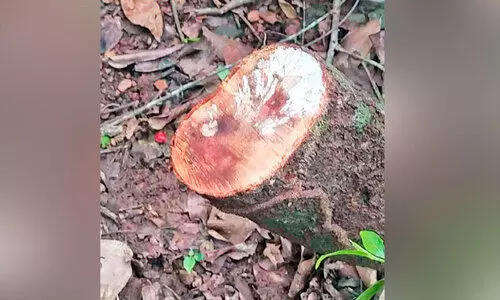 ക്ഷേ​ത്ര​പ​രി​സ​ര​ത്തു​നി​ന്ന് ച​ന്ദ​ന​മ​ര​ങ്ങ​ൾ മു​റി​ച്ചു​ ക​ട​ത്തി