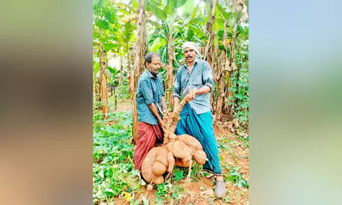 കൊടുവള്ളിയിൽ ഭീമൻ കപ്പ; തൂക്കം 57.6 കിലോഗ്രാം