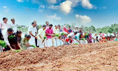 കല്യാശ്ശേരി മണ്ഡലം ഔഷധഗ്രാമം നടീൽ ഉദ്ഘാടനം
